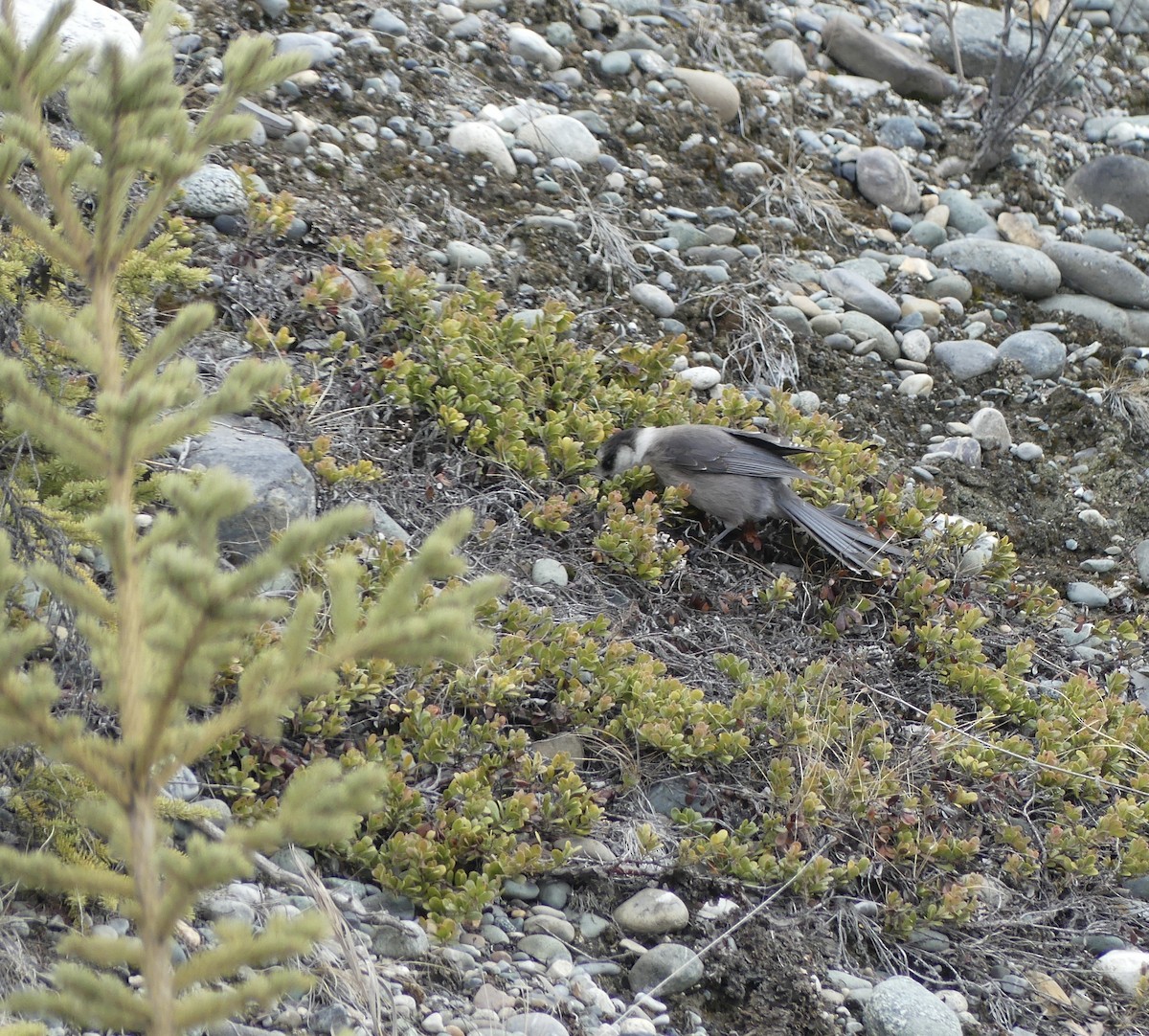 Canada Jay - T A