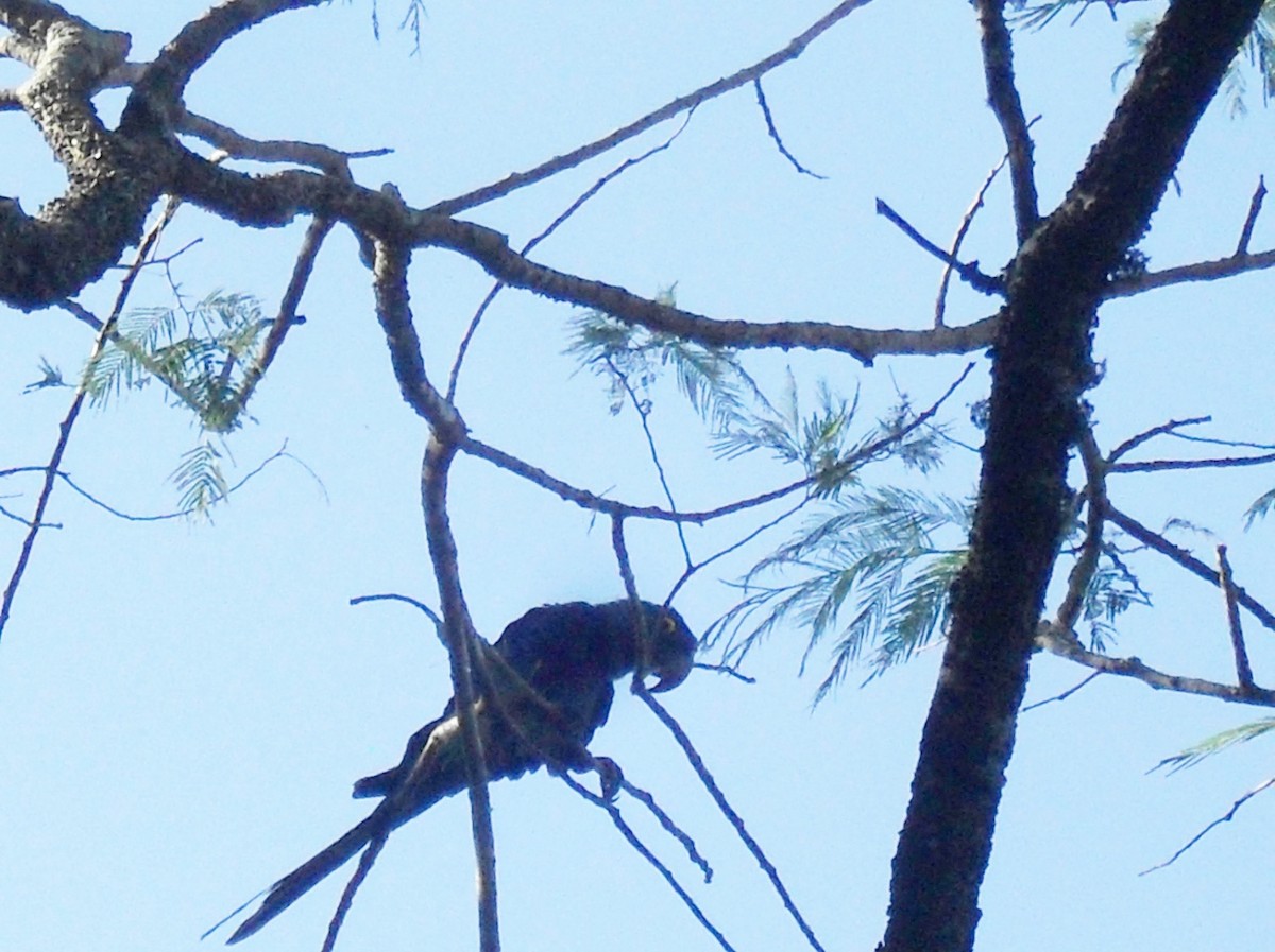 Hyacinth Macaw - ML617010884