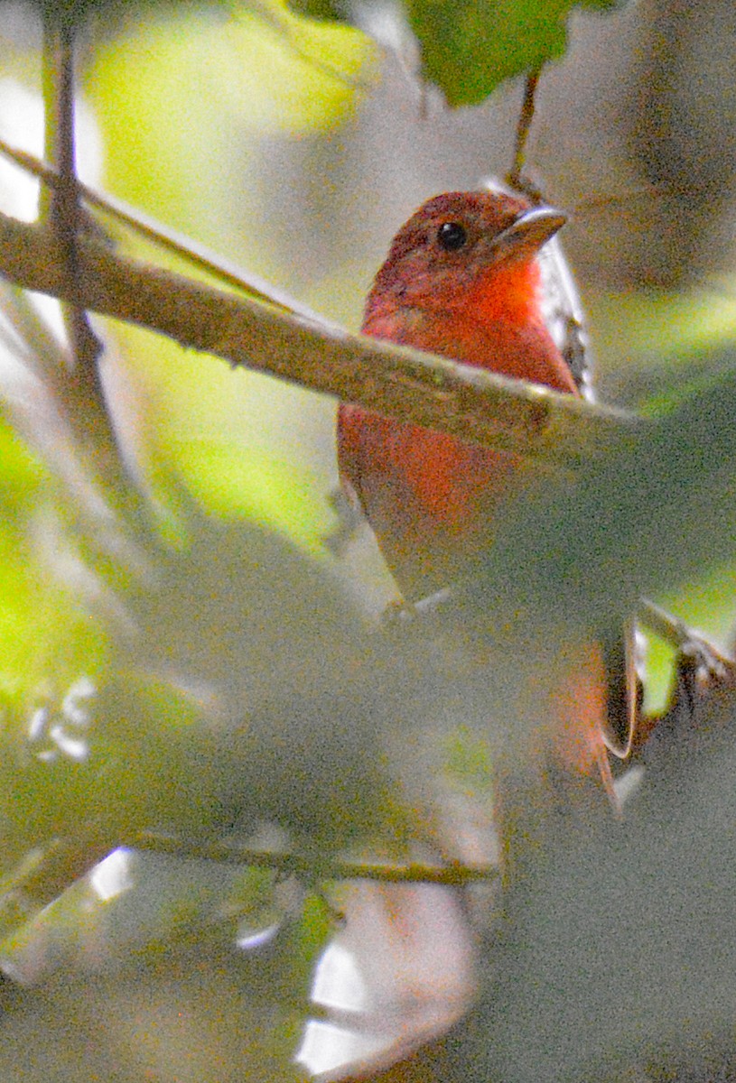 Red-crowned Ant-Tanager - ML617010906