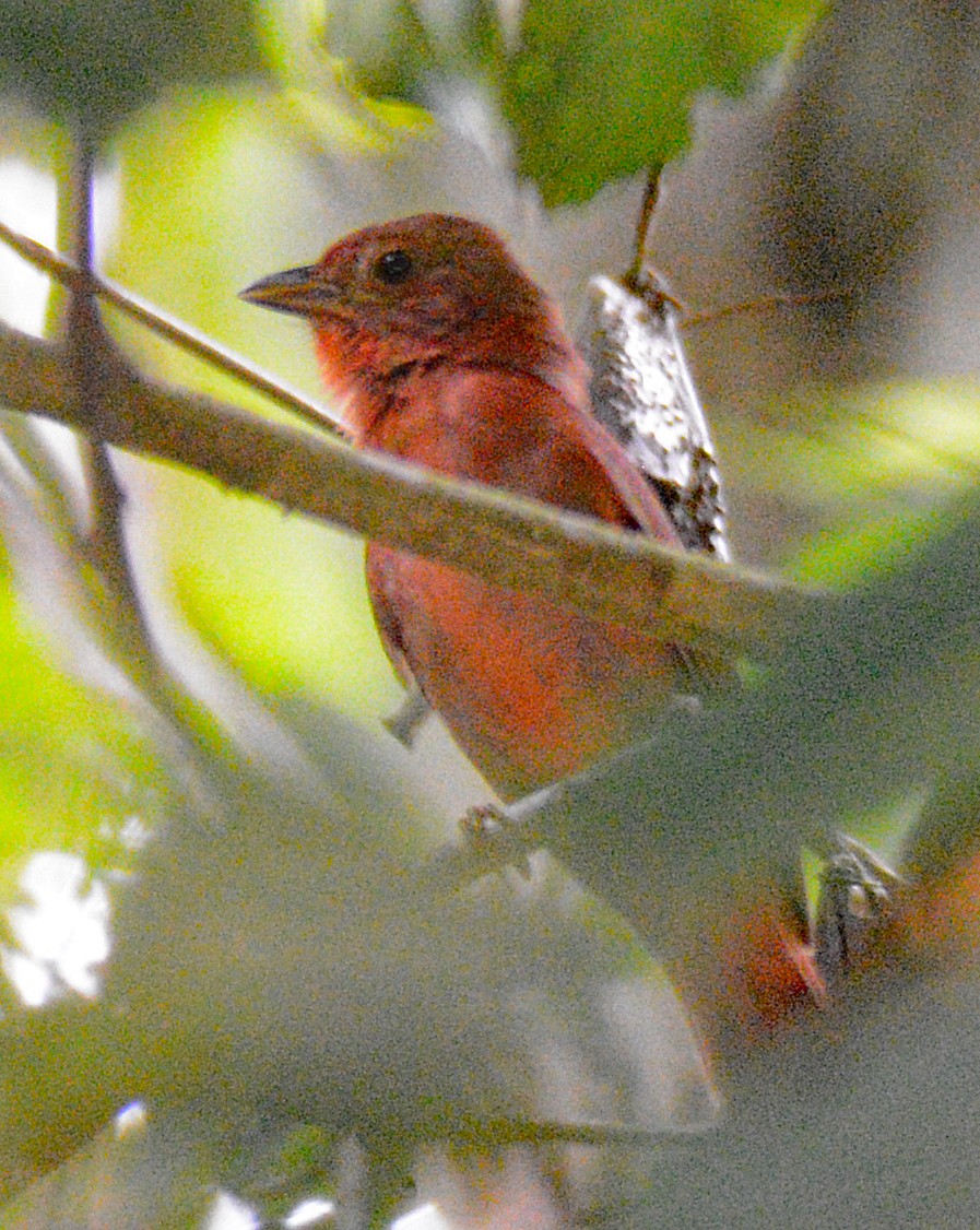 Red-crowned Ant-Tanager - ML617010907