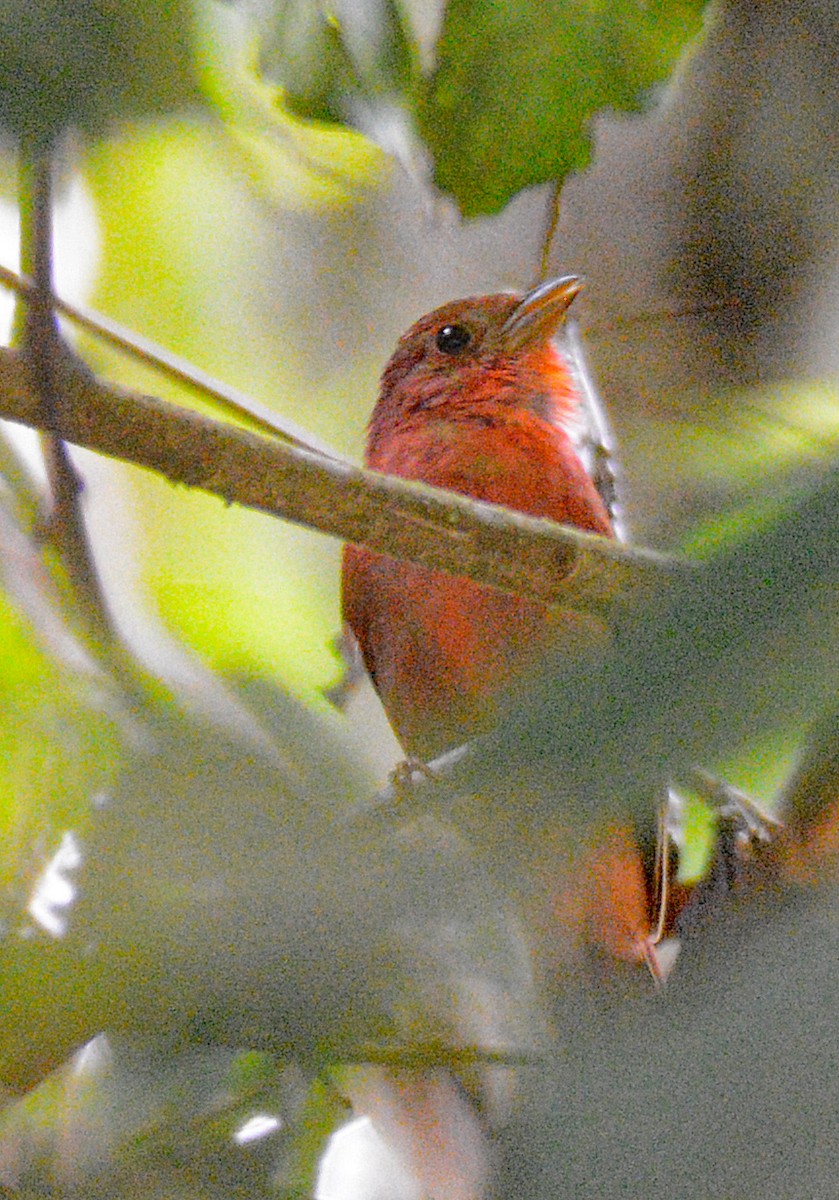 Red-crowned Ant-Tanager - ML617010908