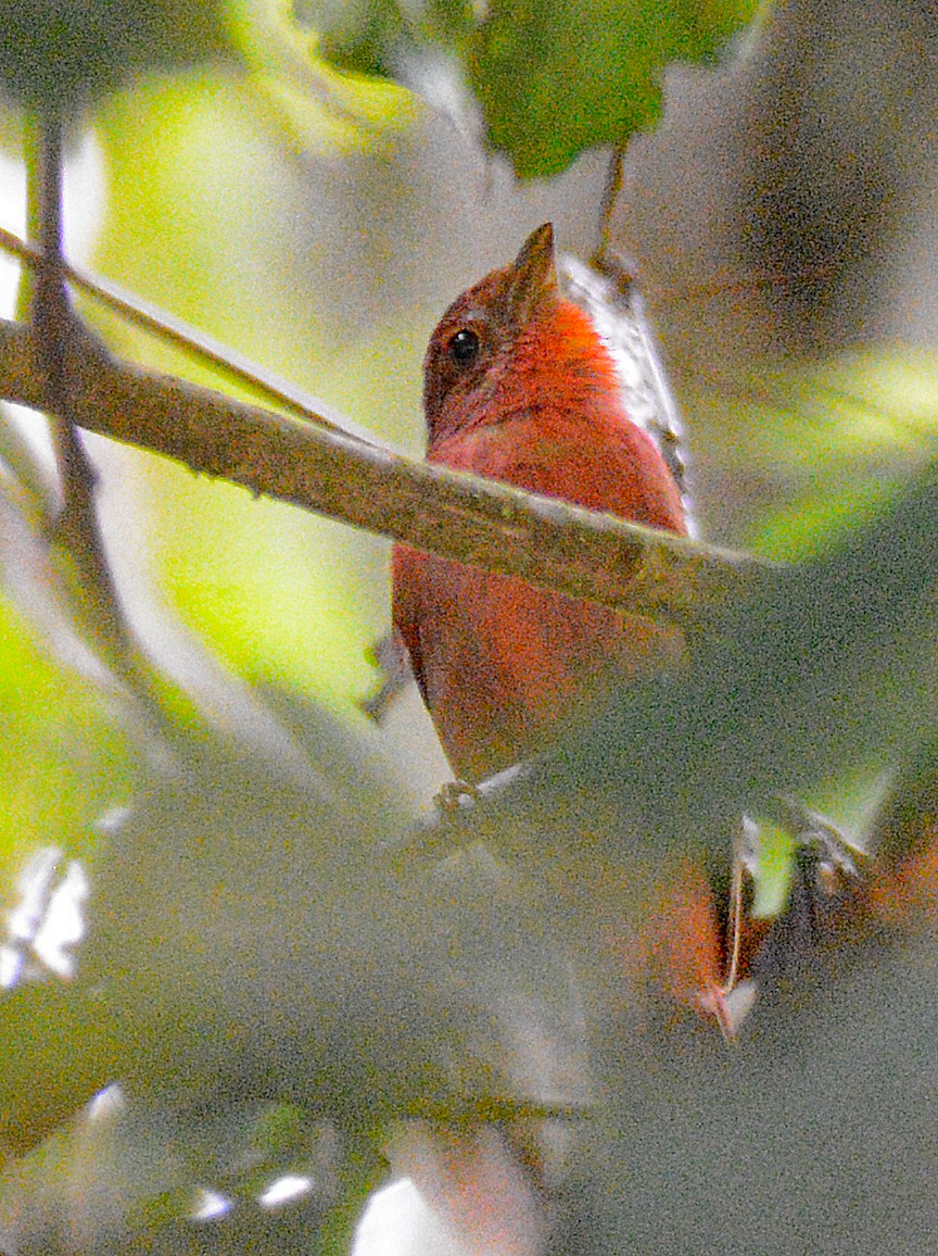 Red-crowned Ant-Tanager - ML617010910