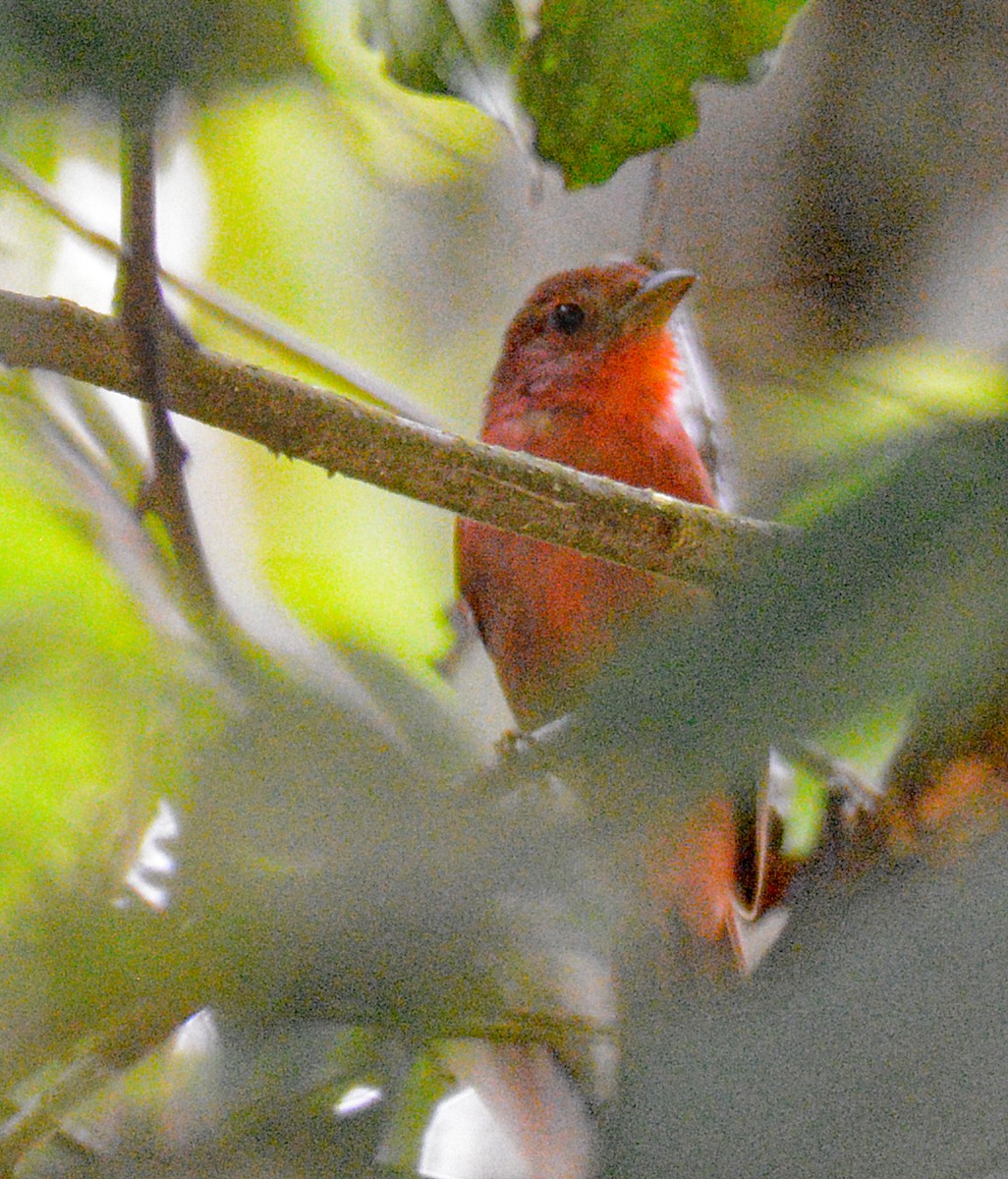 Red-crowned Ant-Tanager - ML617010911