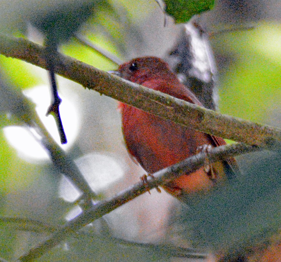 Red-crowned Ant-Tanager - ML617010912