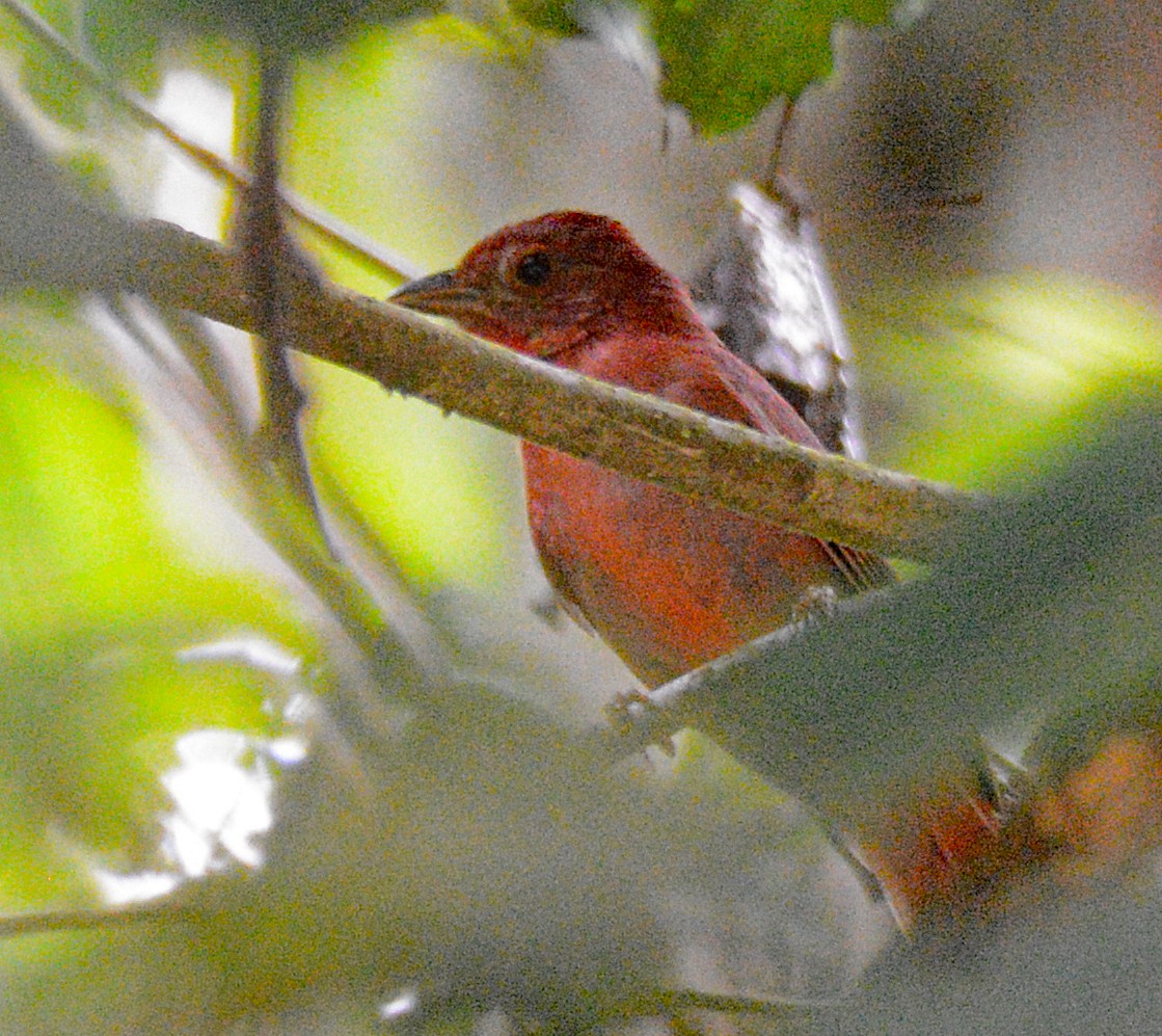 Red-crowned Ant-Tanager - ML617010914
