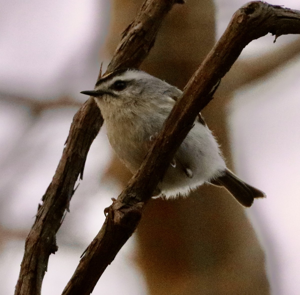 Golden-crowned Kinglet - Carla Morris