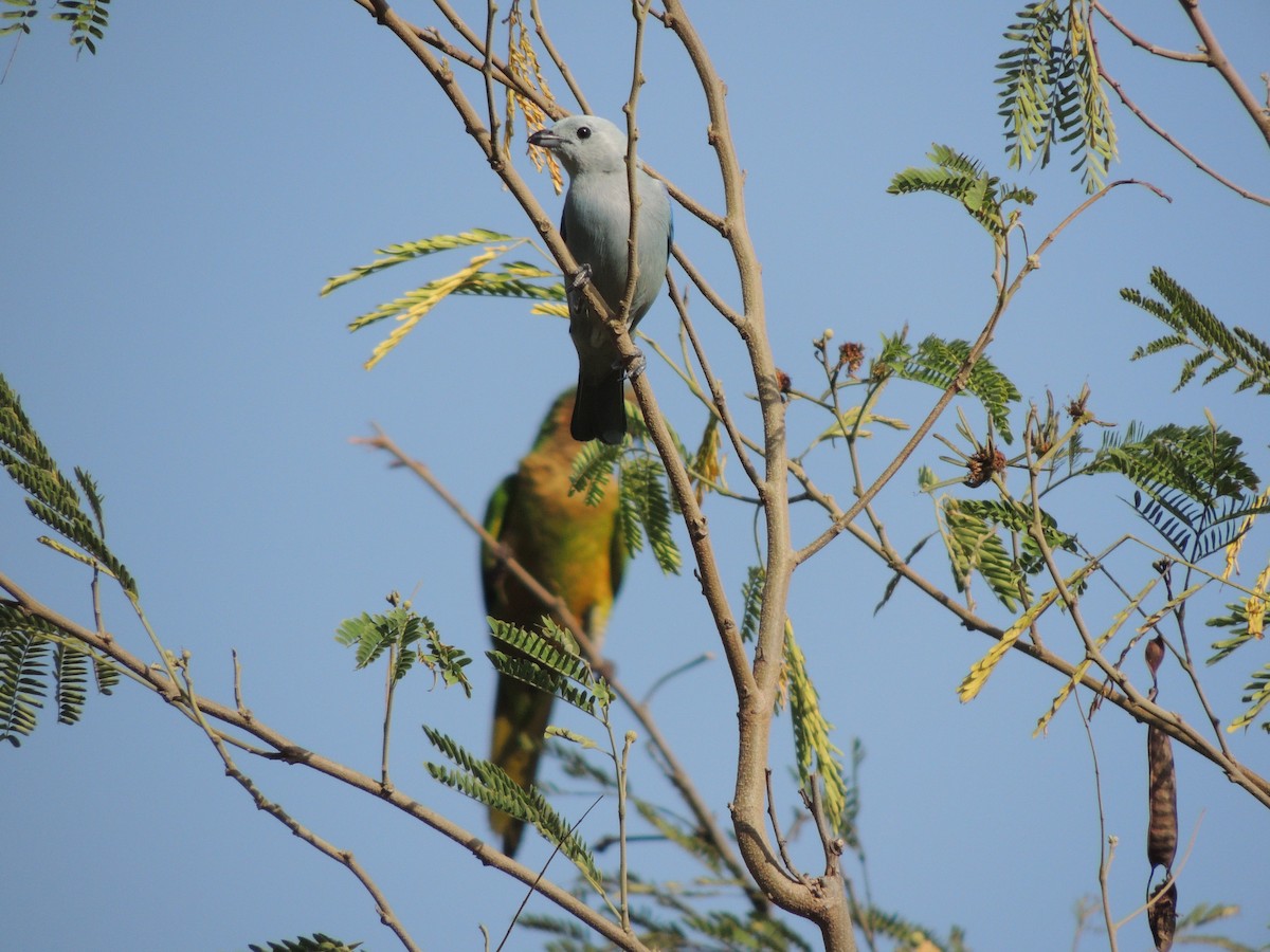 Blue-gray Tanager - Carolina Dávila