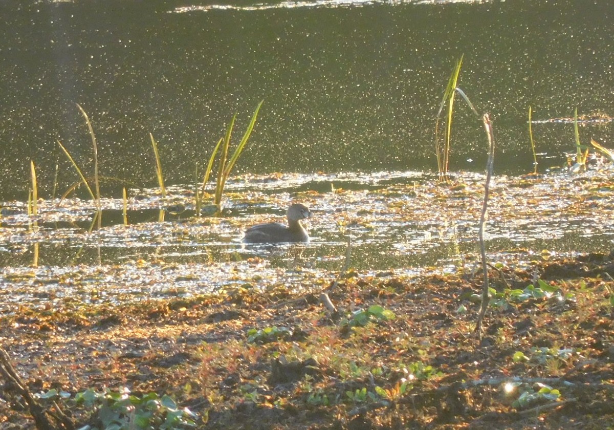 Pied-billed Grebe - ML617010987