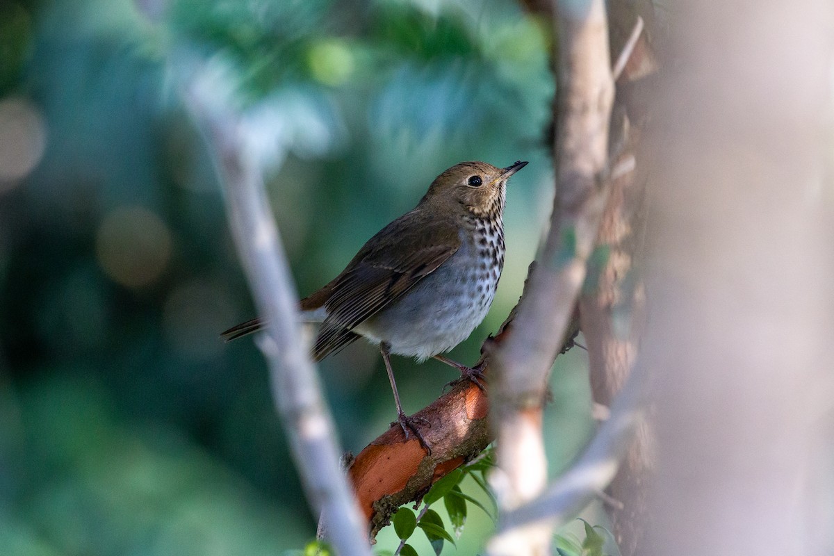 Hermit Thrush - ML617011009