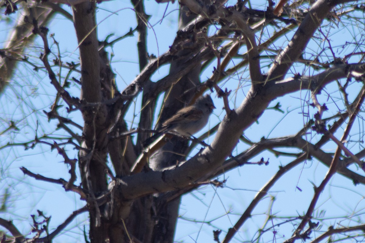 Black-chinned Sparrow - ML617011011