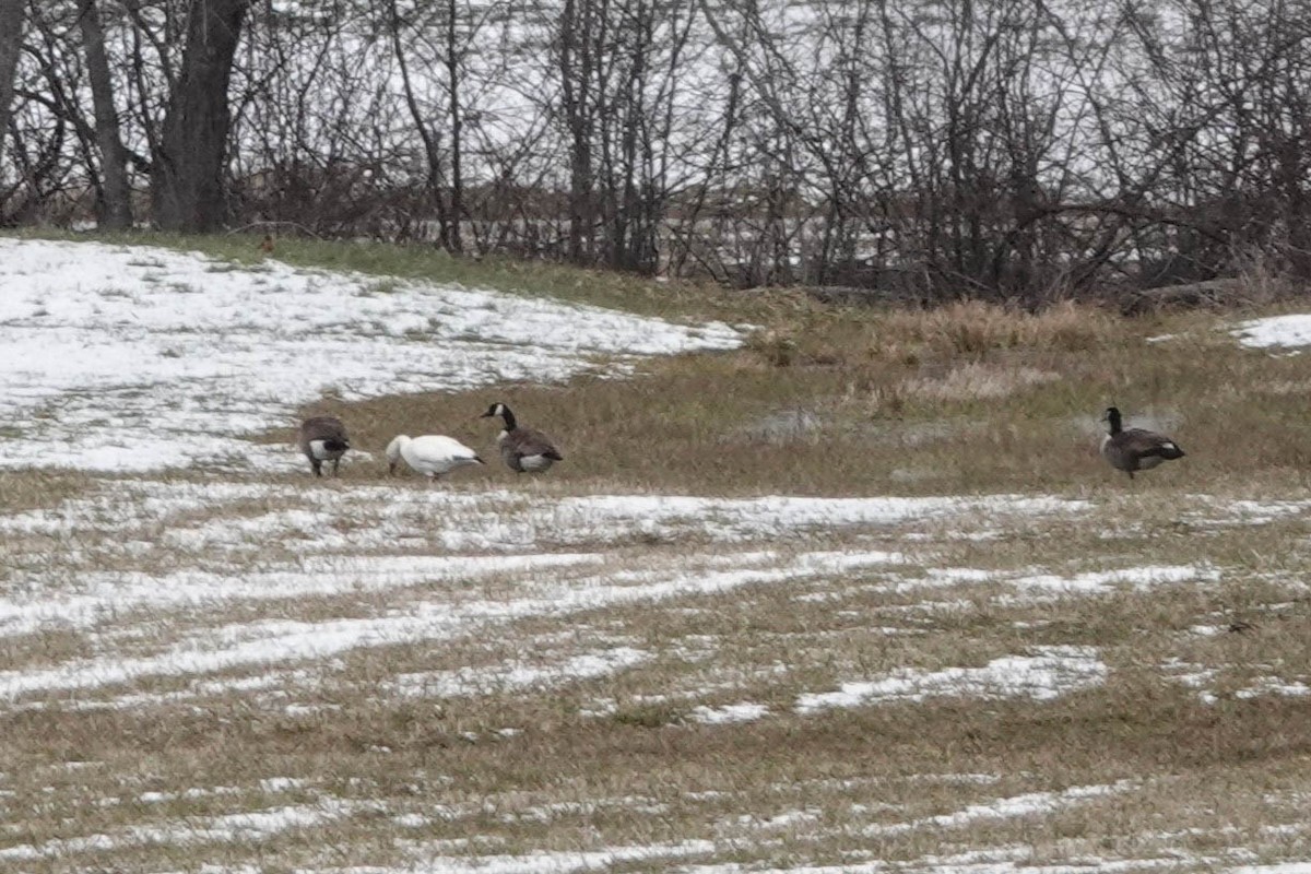 Snow Goose - ML617011089