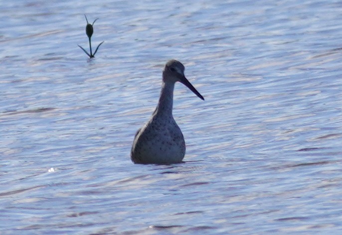 Willet - ML617011092