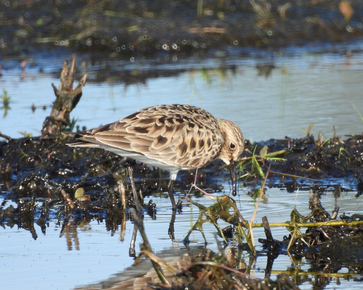 Baird's Sandpiper - Kristen Suggs