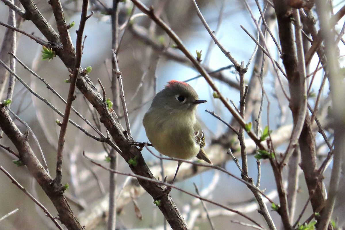 Ruby-crowned Kinglet - kathy hart