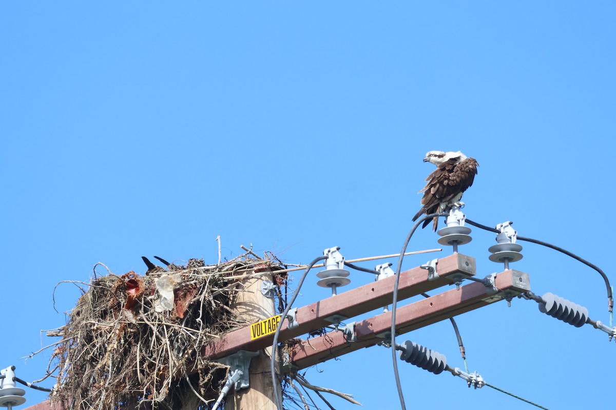 Osprey - Siyuan Jiang