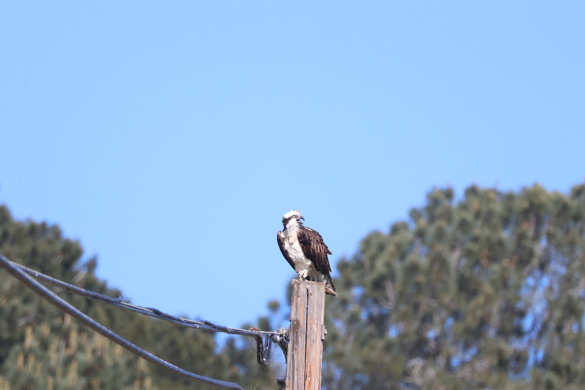 Osprey - Siyuan Jiang