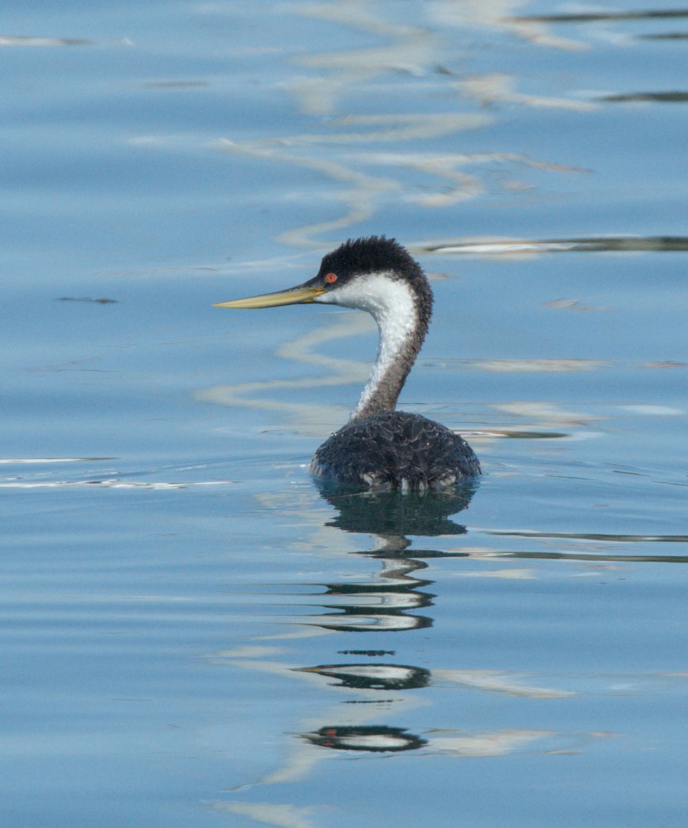 Western Grebe - ML617011123