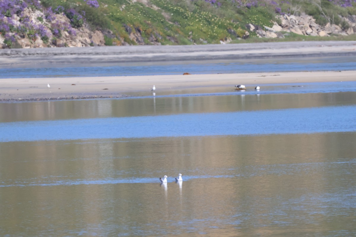 Ring-billed Gull - Siyuan Jiang