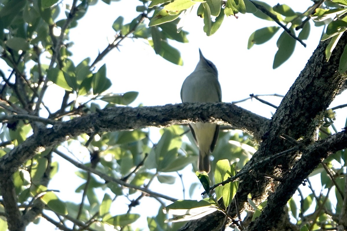 Red-eyed Vireo - Alena Capek