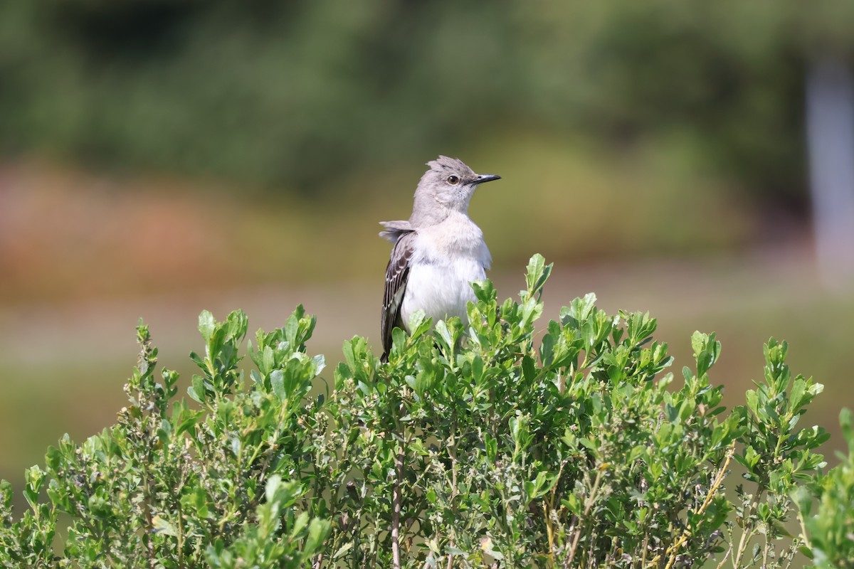 Northern Mockingbird - Siyuan Jiang