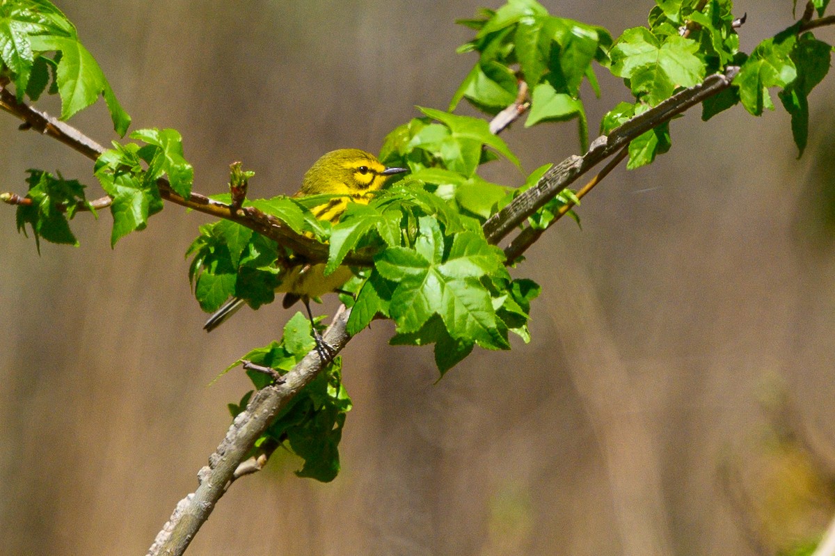 Prairie Warbler - Christine Kozlosky