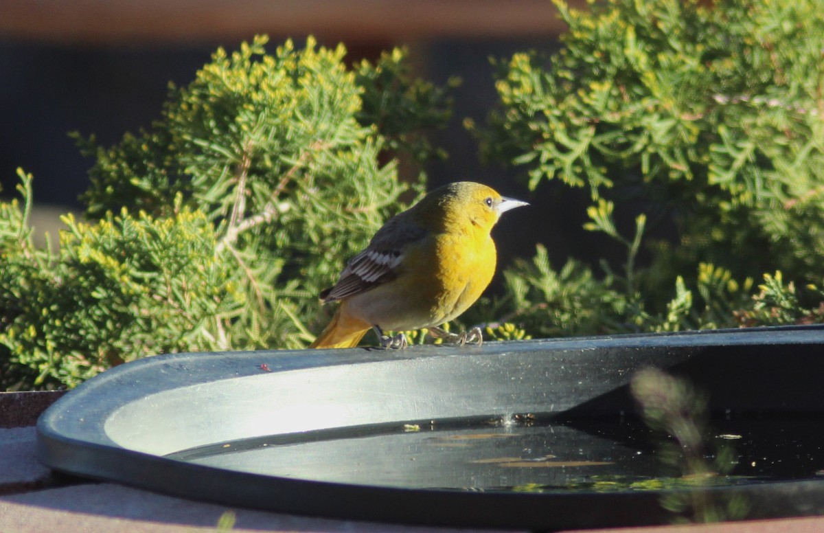 Bullock's Oriole - Ken Tracey