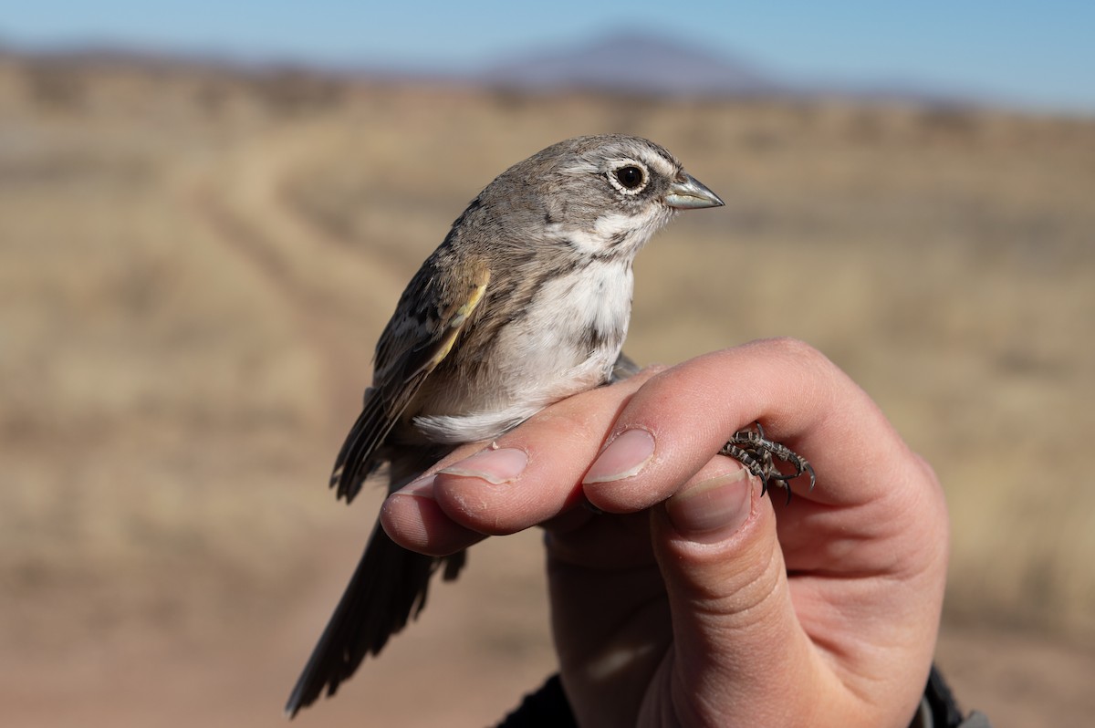 Sagebrush Sparrow - ML617011210