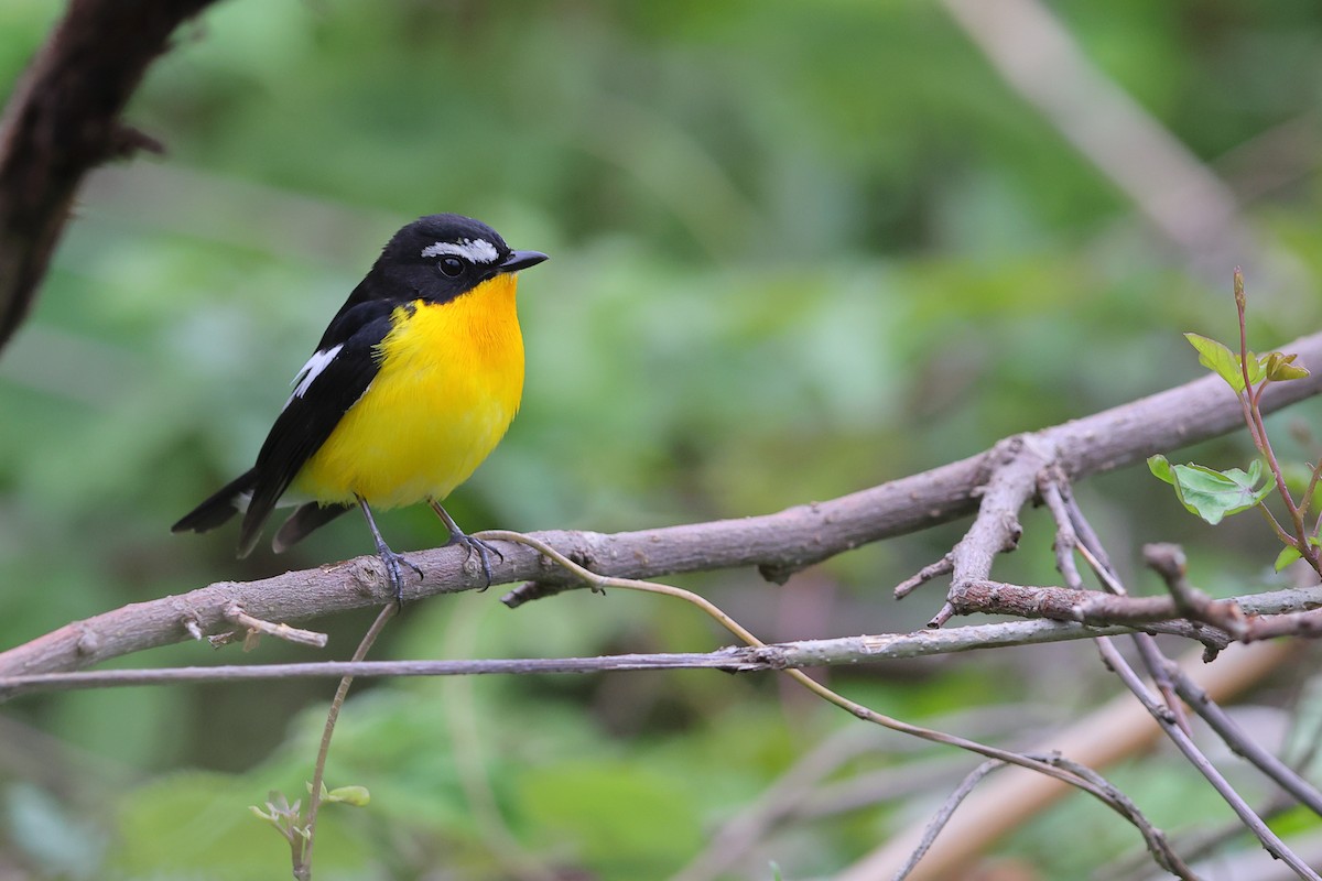 Yellow-rumped Flycatcher - ML617011252