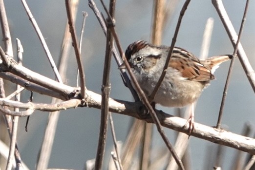 Swamp Sparrow - ML617011265