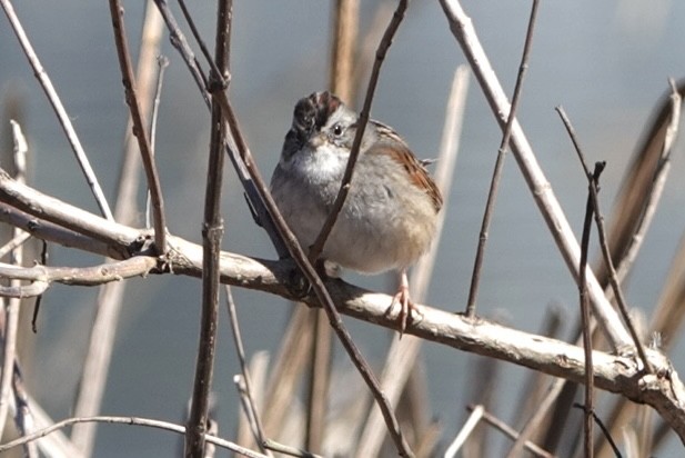 Swamp Sparrow - ML617011266