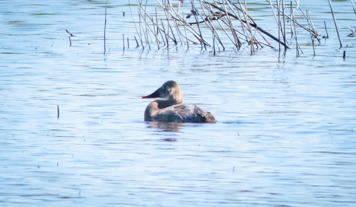 Canvasback - ML617011298