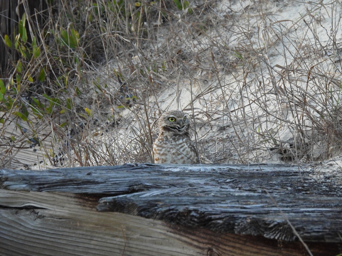 Burrowing Owl - Marybeth Lima