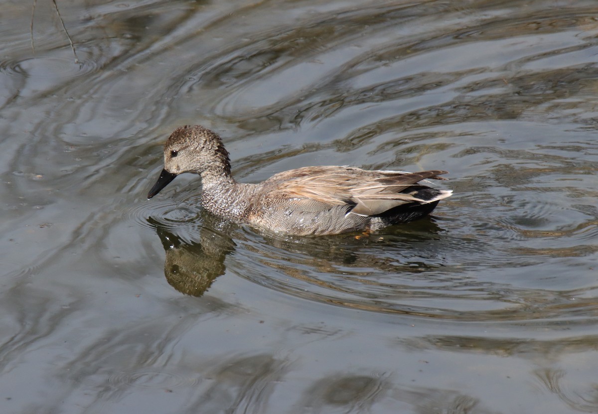 Gadwall - ML617011423