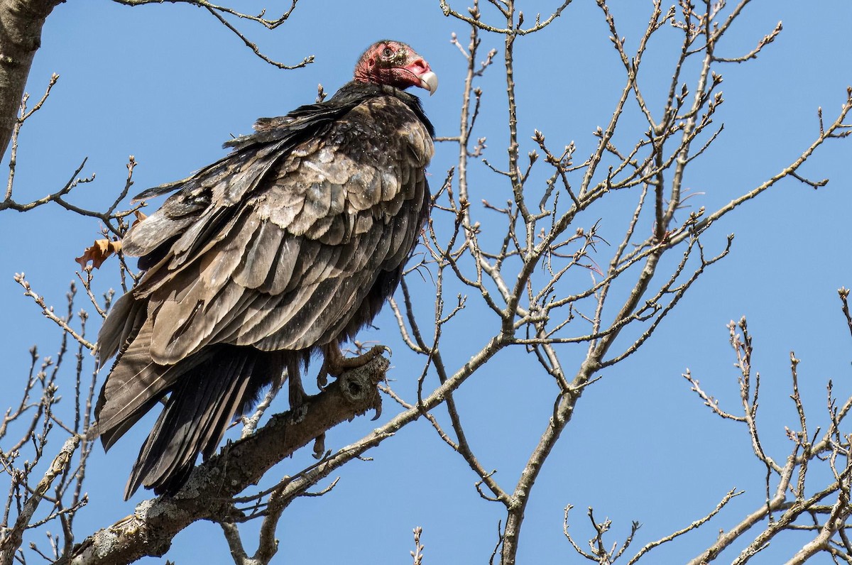 Turkey Vulture - ML617011441