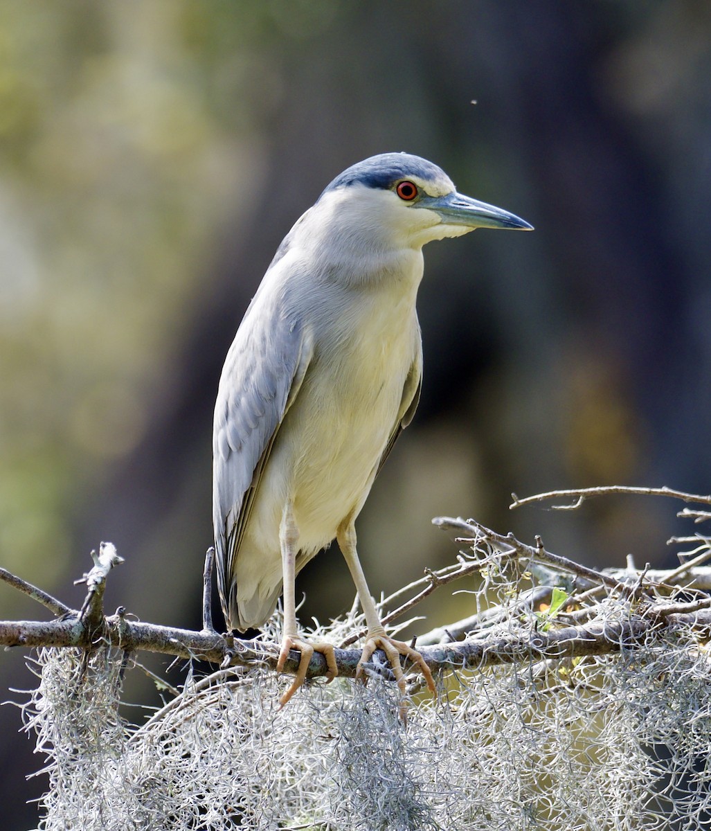 Black-crowned Night Heron - ML617011459