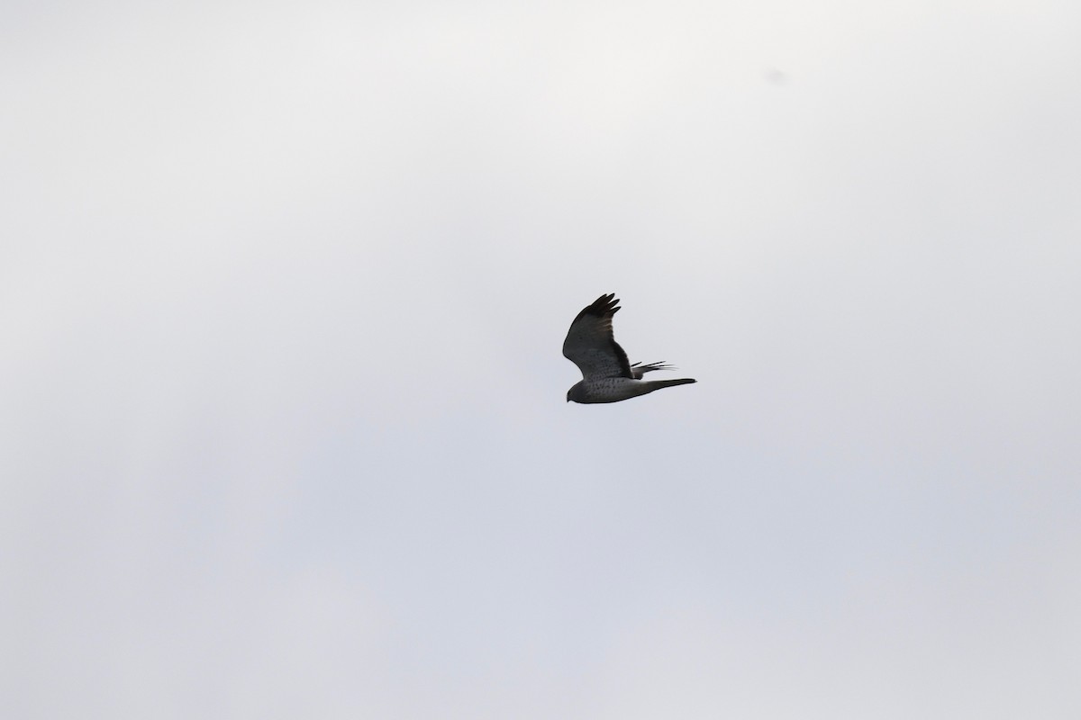 Northern Harrier - ML617011462