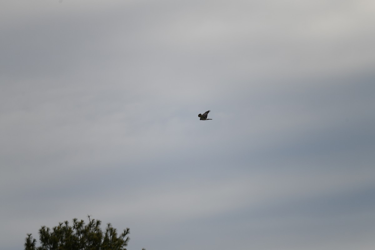 Northern Harrier - ML617011472