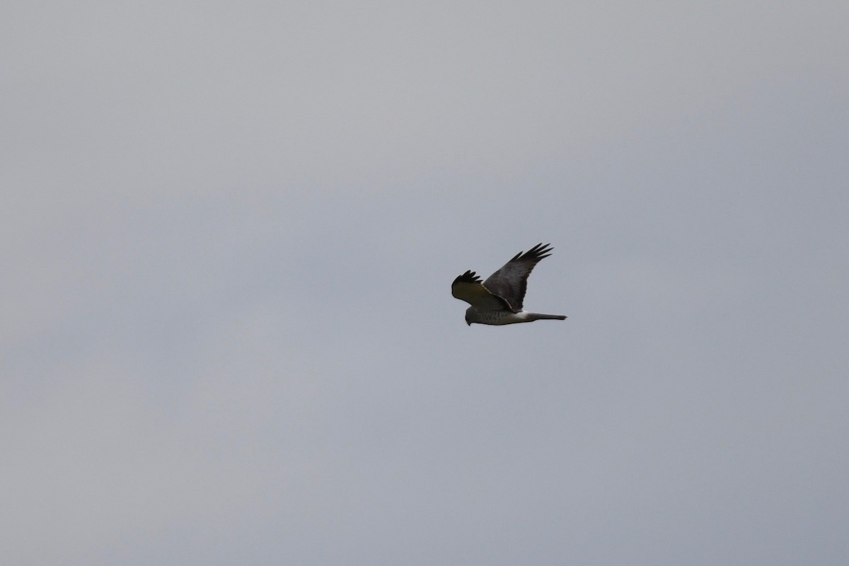 Northern Harrier - ML617011486