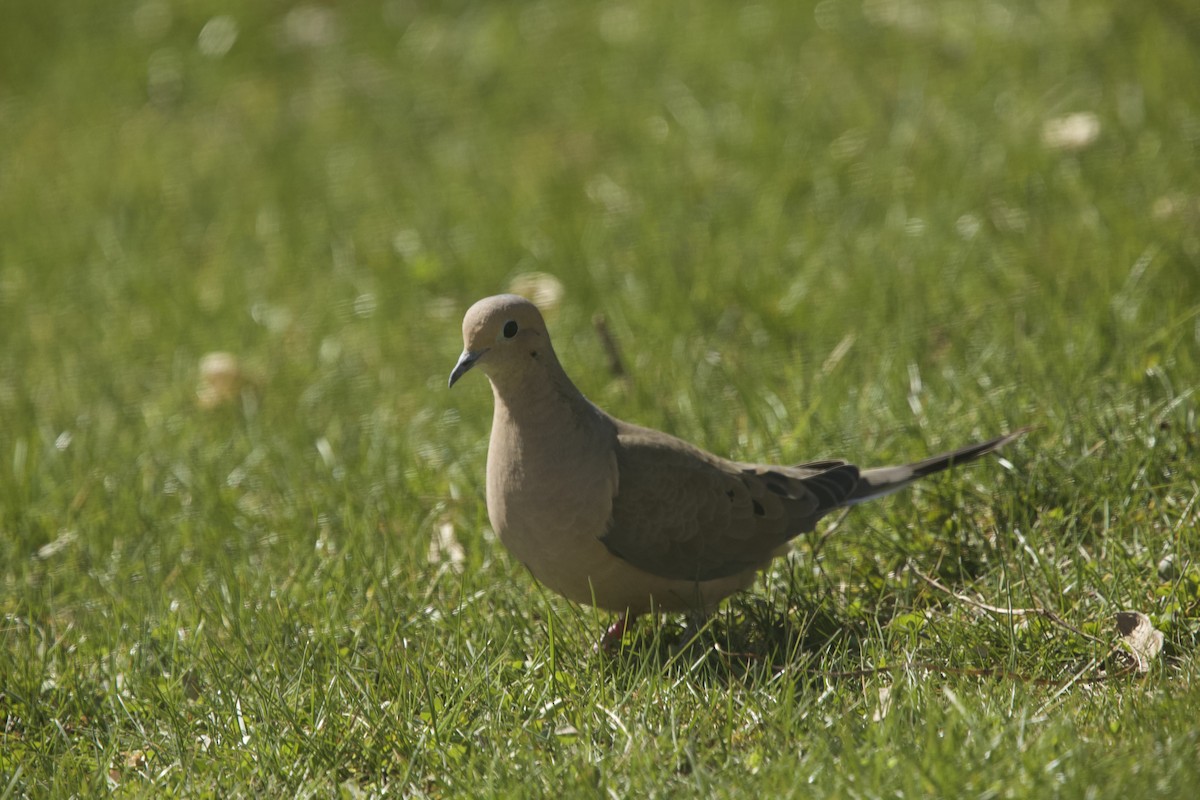 Mourning Dove - ML617011505