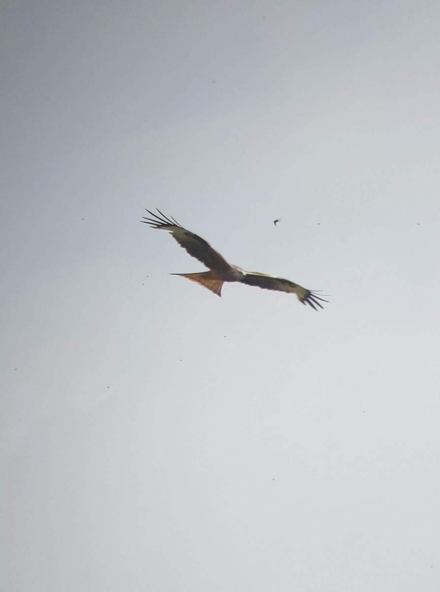 Red Kite - ML617011511