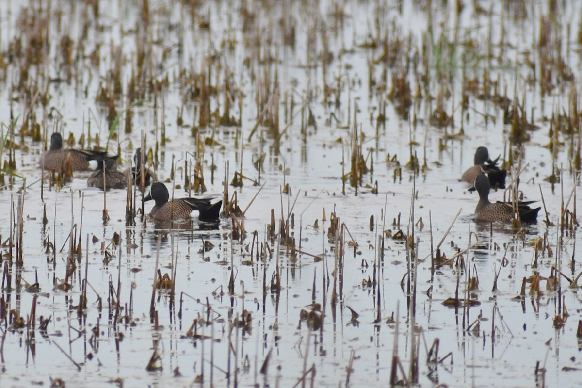 Blue-winged Teal - ML617011533