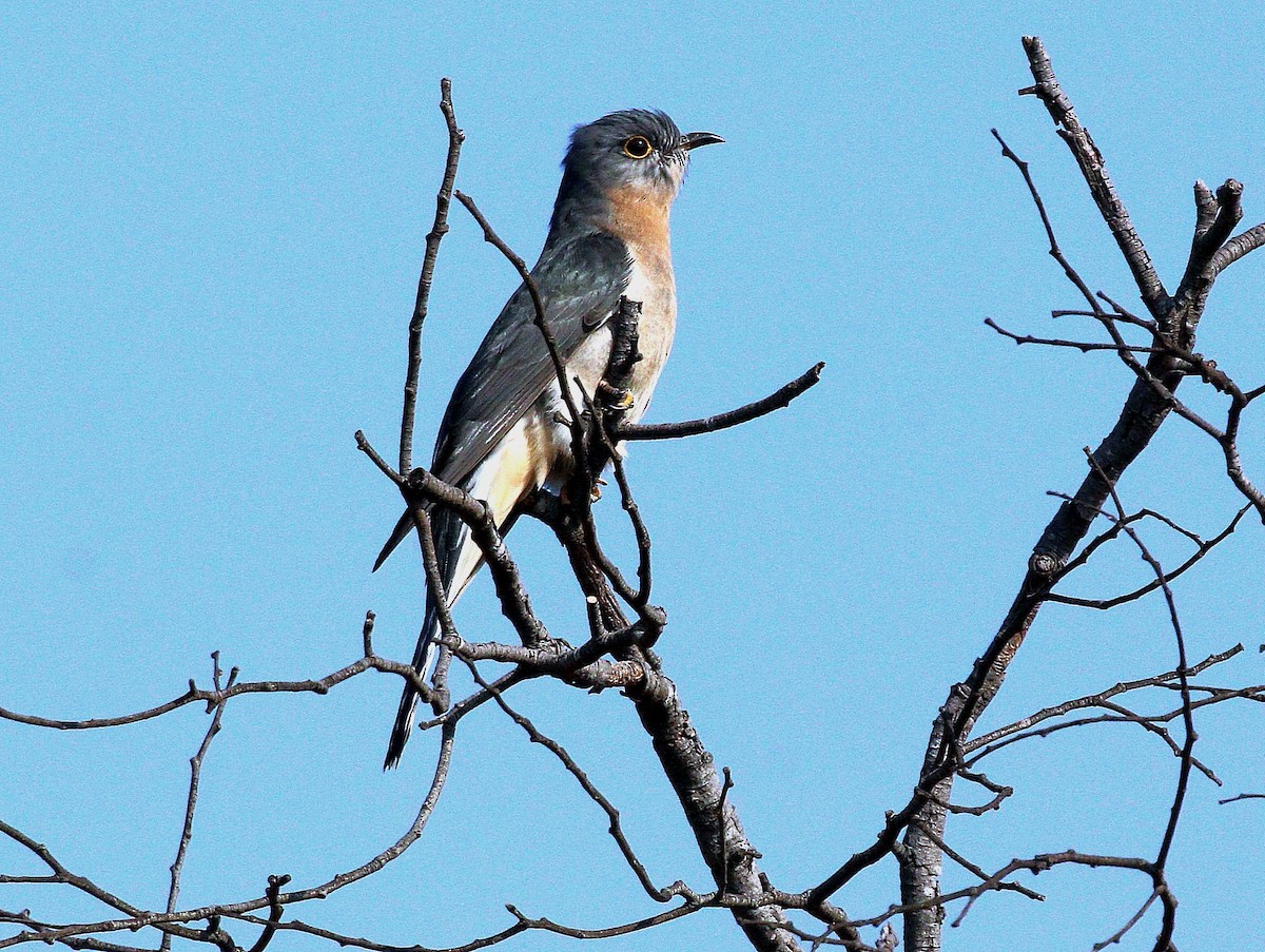 Fan-tailed Cuckoo - Edward Smith