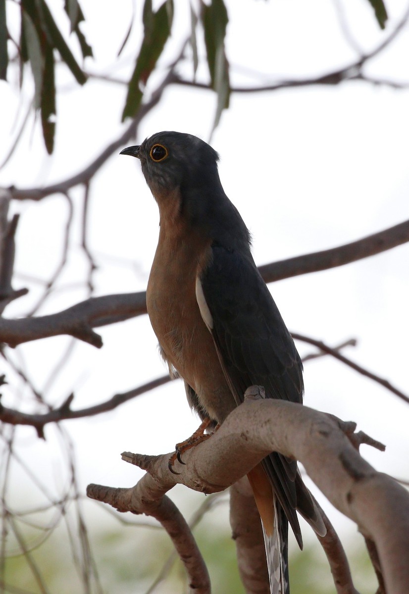 Fan-tailed Cuckoo - Edward Smith