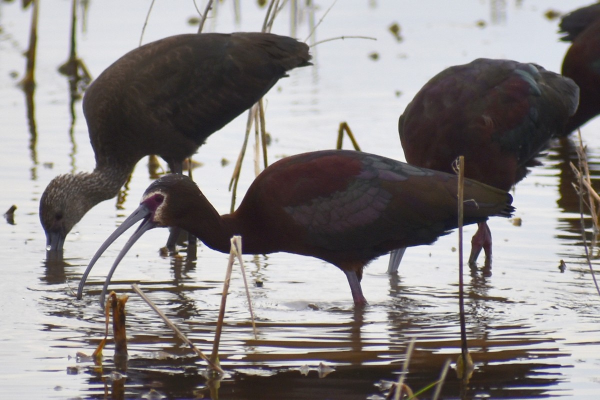 ibis americký - ML617011654