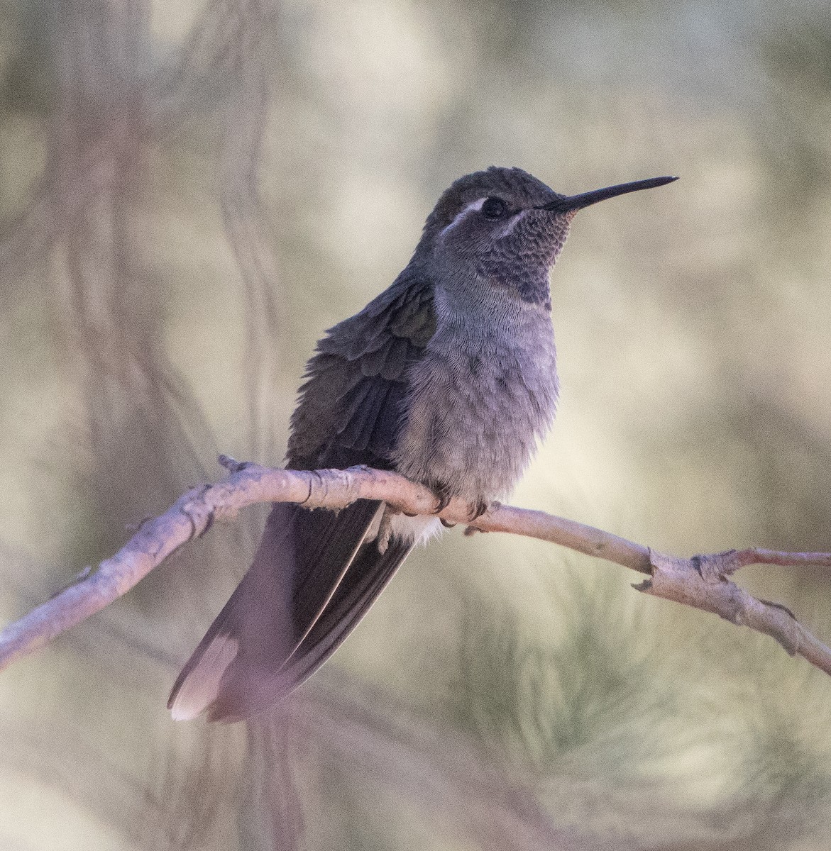 Blue-throated Mountain-gem - ML617011673