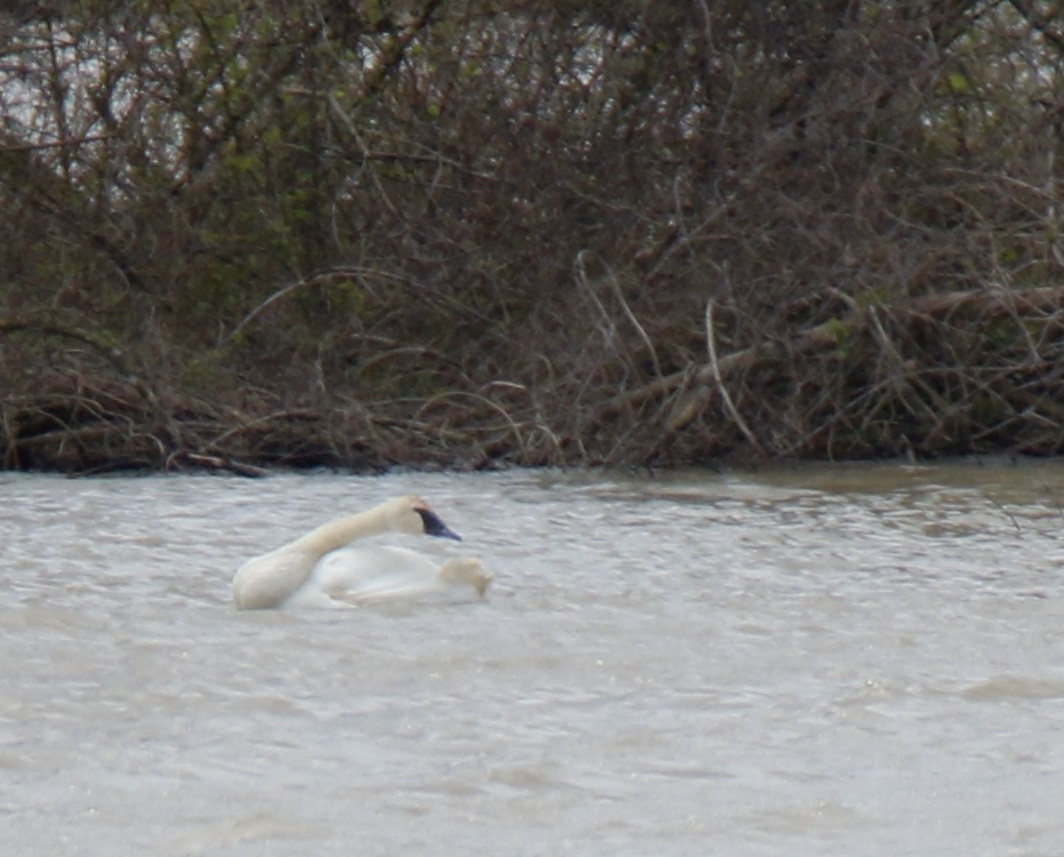 Trumpeter Swan - Derek Stoner