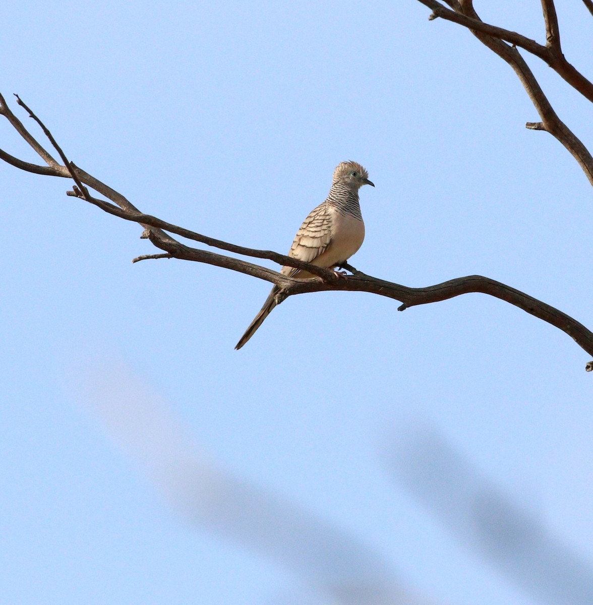 Peaceful Dove - Edward Smith