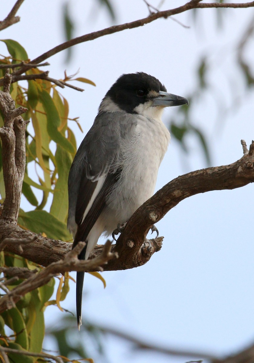 Gray Butcherbird - Edward Smith