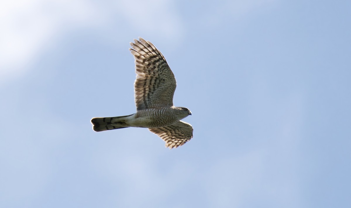 Sharp-shinned Hawk - ML617011762