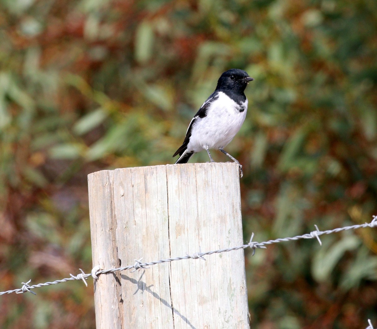 Hooded Robin - Edward Smith